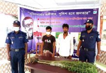 হরিণাকুণ্ডুতে ভিন্ন গ্রাম থেকে গাজার গাছ ও ৫০ গ্রাম গাজা সহ দুই মাদক সেবী আটক