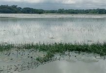 অতি বর্ষণে জনজীবন বিপর্যস্ত জলাবদ্ধতায় তলিয়ে গেছে আমনের ক্ষেত দশমিনায় অসহায় কৃষক