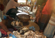 দশমিনায় দেশী প্রজাতির মাছও দুস্প্রাপ্য নদীতে মাছ না থাকায় জেলেরা হতাশ