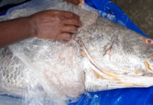 মোংলায় ভোল মাছের দাম সাড়ে ১৮ লাখ টাকা