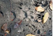 সুন্দরবনের শরবতখালী টহল ফাঁড়িতে দুই বাঘের গর্জন আতঙ্কে বনরক্ষীরা