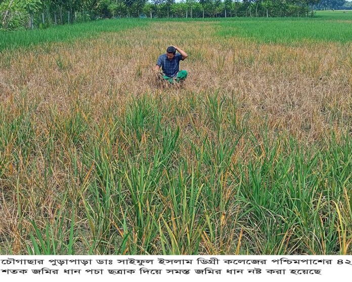 Chowgacha PC 14-09-2023-1