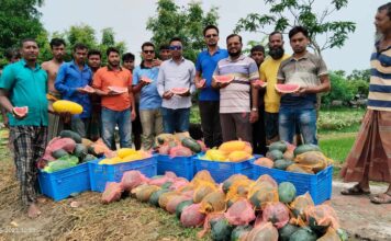 বারোমাসি তরমুজ চাষে ভাগ্য খুলেছে কালিগঞ্জের সিরাজুলের