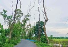 নড়াইলের কালিয়ায় সড়কের পাশে দাঁড়িয়ে থাকা মরা গাছে যে কোনো মুহূর্তে ঘটতে পারে বড় ধরনের দুর্ঘটনা