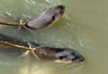 নড়াইলে ভোঁদড় দিয়ে মাছ শিকার ঐতিহ্যকে টিকিয়ে রেখেছে তারা