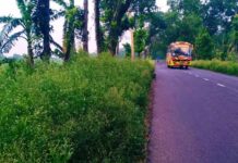 কোটচাঁদপুরে বিষাক্ত পার্থেনিয়াম গাছে সয়লাব, ঝুকিতে পরিবেশ ও গবাদি পশু