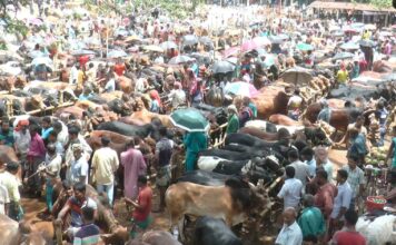 সাতমাইল পশুর হাট / অবৈধ আয় বৈধ করতে মরিয়া হয়ে উঠেছে আদায়কারীরা