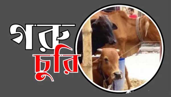 Cow-Churi-Pic-15-8-23.jpg64db79c53e24f