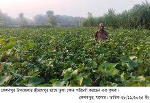 কেশবপুরে তুলা চাষে আগ্রহ বাড়ছে কৃষকদের