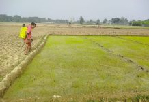 শৈত্যপ্রবাহে বীজতলায় ক্ষতি, বোরো আবাদ নিয়ে দুশ্চিন্তায় কৃষক