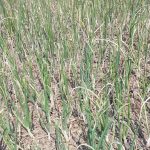 শৈলকুপায় ঘাস পোড়ানো ওষুধ দিয়ে পেঁয়াজ গাছ পুড়িয়ে দিয়েছে দুর্বৃত্তরা