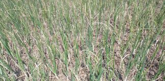 শৈলকুপায় ঘাস পোড়ানো ওষুধ দিয়ে পেঁয়াজ গাছ পুড়িয়ে দিয়েছে দুর্বৃত্তরা