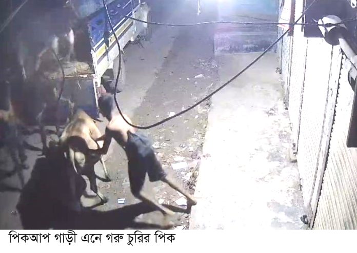 kaligong Jhenaidah cow churi pic 01
